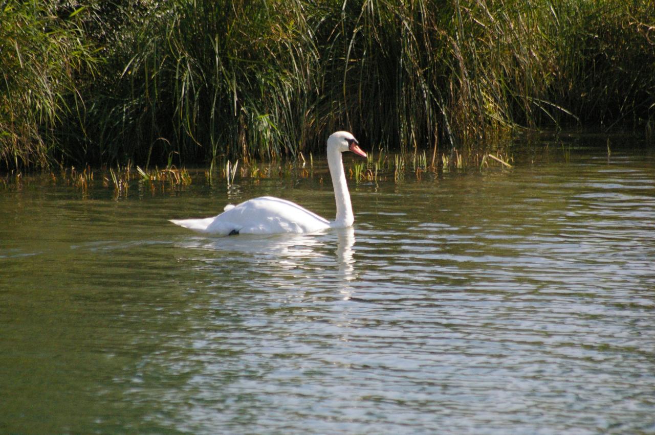 Croisière sur la Saône 